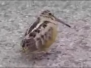 Move Your Body Little Birdie