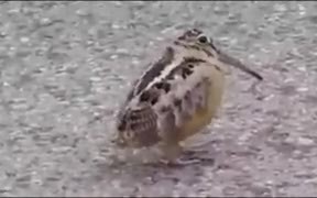 Move Your Body Little Birdie - Animals - VIDEOTIME.COM