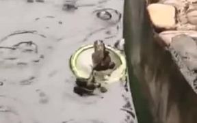 Titanic Frog Couples - Animals - VIDEOTIME.COM
