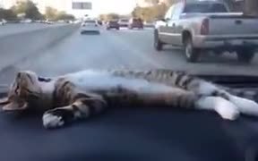 Kitty Chilling On Car Dashboard - Animals - VIDEOTIME.COM
