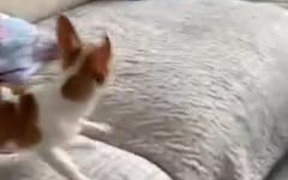 Me Chasing My Crush - Animals - VIDEOTIME.COM