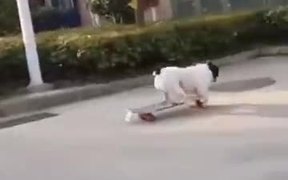 A Skating Loving Dog