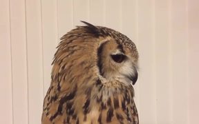 Owl's Sneeze - Animals - VIDEOTIME.COM