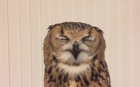 Owl's Sneeze