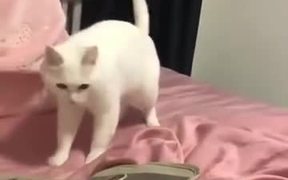 A Rocking Cat For You - Animals - VIDEOTIME.COM