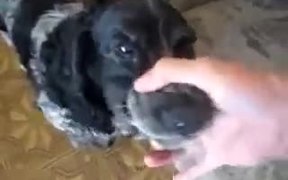 A Dog With Lots Of Potential - Animals - VIDEOTIME.COM