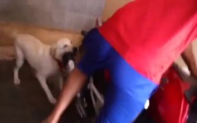 Dog Just Hates Motorcycle Exhaust