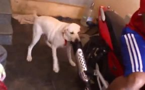 Dog Just Hates Motorcycle Exhaust - Animals - VIDEOTIME.COM