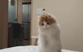 Fluffy Cat On Defense Mode - Animals - VIDEOTIME.COM
