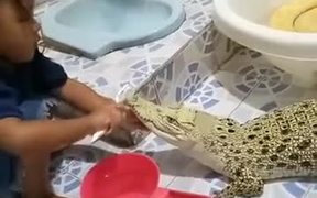 Brushing The Teeth Of Your Pet Alligator