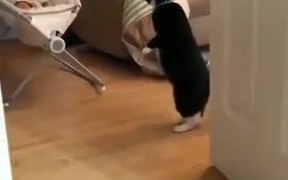 Cat Watching A Baby On Two Legs - Animals - VIDEOTIME.COM