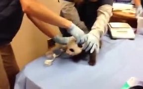 Panda Cub Screaming Like A Human - Animals - VIDEOTIME.COM
