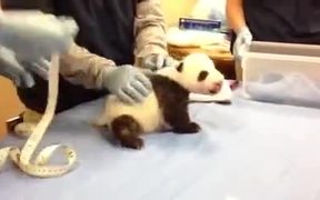 Panda Cub Screaming Like A Human - Animals - VIDEOTIME.COM