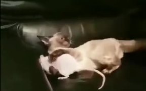 A Cat, A Mouse, And A Dog