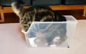 Cat Fitting Inside A Box - Animals - VIDEOTIME.COM