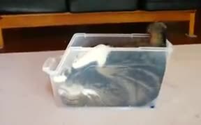 Cat Fitting Inside A Box