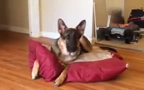 I Canine Who Is No Less Than A Child - Animals - VIDEOTIME.COM