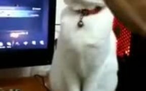 Cat Playing Statue Game - Animals - VIDEOTIME.COM