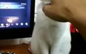 Cat Playing Statue Game