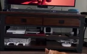 Cat Running Scared Of Puma - Animals - VIDEOTIME.COM