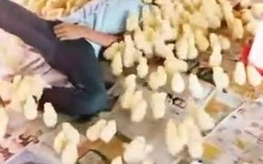 Literally, This Boy Is A Chick Magnet