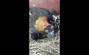 Hen Warms 4 Cute Kittens As Her Chicks