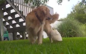 A Dog And A Duck - Animals - VIDEOTIME.COM