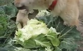 A Dog And A Puppy Biting On To A Cauliflower - Animals - VIDEOTIME.COM