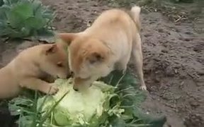 A Dog And A Puppy Biting On To A Cauliflower - Animals - VIDEOTIME.COM