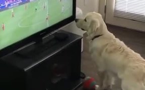 Dog Wants The Football On TV