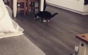 Cute Fetching Game With A Cat