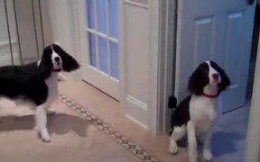 These Dogs Are Seriously Hungry By Their Actions