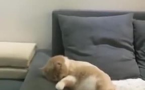 Fluffy Kitty Watching A Dream