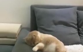 Fluffy Kitty Watching A Dream - Animals - VIDEOTIME.COM