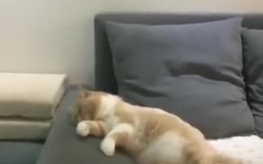 Fluffy Kitty Watching A Dream - Animals - VIDEOTIME.COM