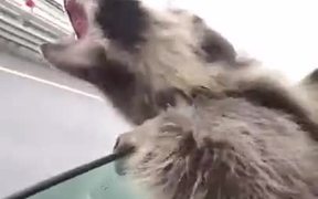 Raccoon Excited To Feel The Air In A Car