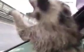 Raccoon Excited To Feel The Air In A Car - Animals - VIDEOTIME.COM