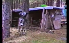 Clever Goat Using Donkey To Achieve Freedom