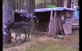 Clever Goat Using Donkey To Achieve Freedom - Animals - VIDEOTIME.COM