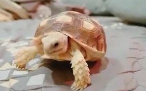 Cute Pet Tortoise Eating - Animals - VIDEOTIME.COM