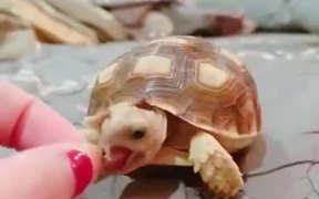 Cute Pet Tortoise Eating