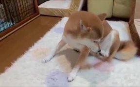 Shiba Inu Eager To Play With Cute Kitten