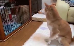 Shiba Inu Eager To Play With Cute Kitten