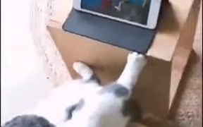 Cat Watching Tom And Jerry