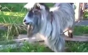 If A Goat Was A Beatboxer - Animals - VIDEOTIME.COM