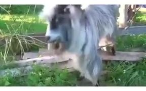 If A Goat Was A Beatboxer