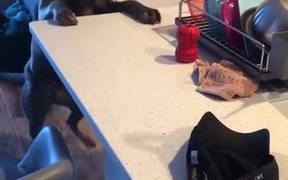 Dog Teaches Lesson In Persistence