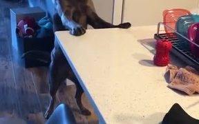 Dog Teaches Lesson In Persistence