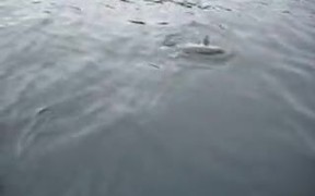 Seal Stealing Fish From Fisherman