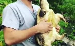 Never Try To Give A Turtle A Kiss - Fun - VIDEOTIME.COM